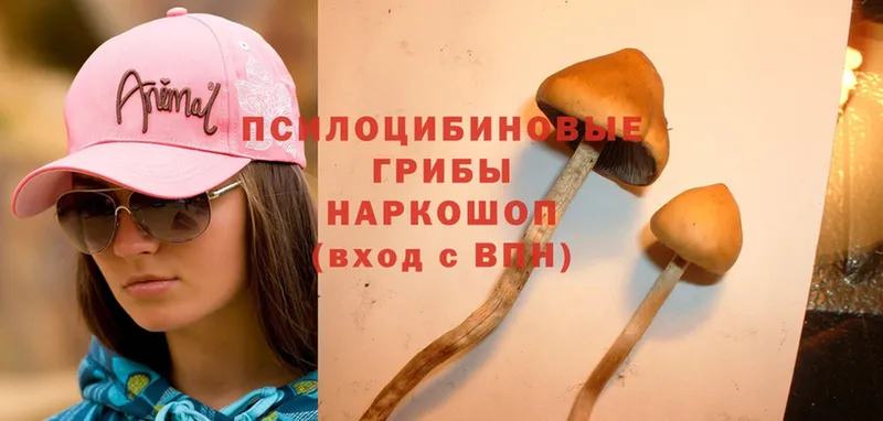 продажа наркотиков  Сегежа  Галлюциногенные грибы MAGIC MUSHROOMS 